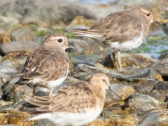 Charadrius modestus