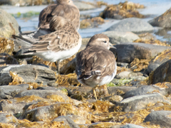 Charadrius modestus