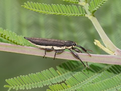 Rhinotia phoenicoptera