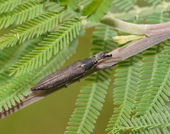 Rhinotia phoenicoptera