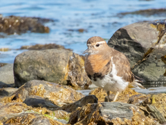 Charadrius modestus