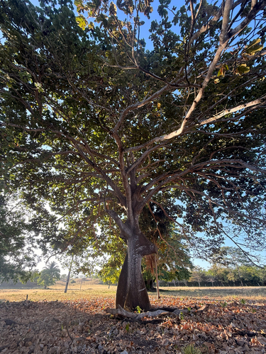 Panama tree