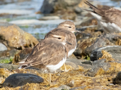 Charadrius modestus