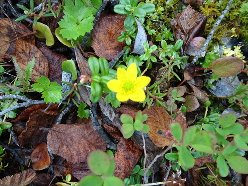 Yellow Anemone