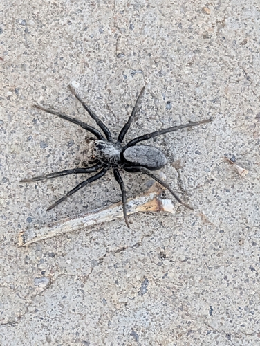 Geolycosa rafaelana photo 5