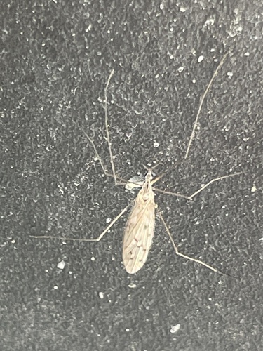 Unknown species found near Mequon Nature Preserve, Mequon, WI, US