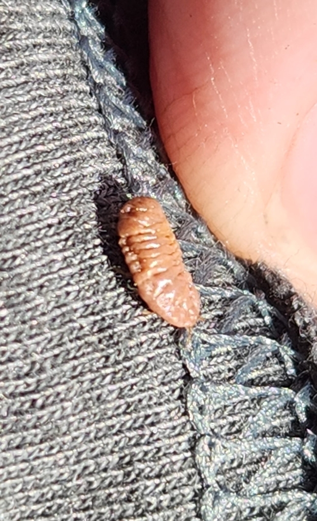 incense cedar scale