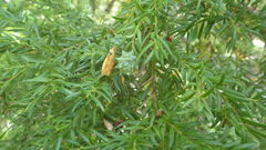 Saxegothaea conspicua