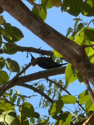 Lineated Woodpecker