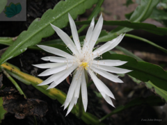 Epiphyllum hookeri