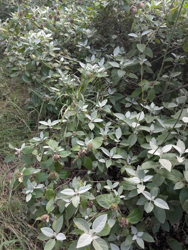 Grey Bushviolet (Barleria albostellata)
