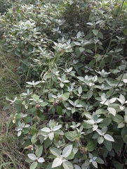 Barleria albostellata, photograph (c) Shedron Mukhumo, some rights reserved (CC BY)