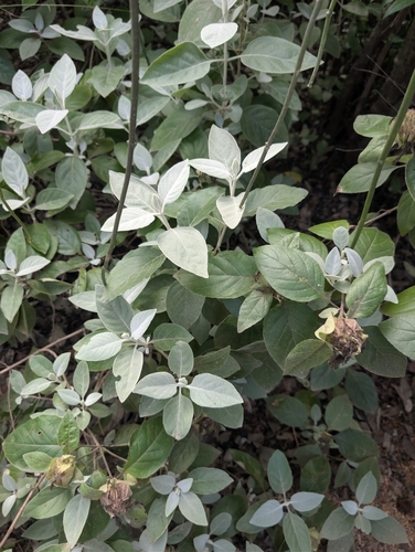 Barleria albostellata, photograph 5
