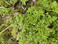 Chaerophyllum procumbens, photograph (c) Edie, some rights reserved (CC BY)