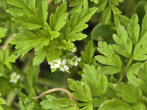Chaerophyllum procumbens, photograph 6