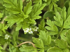Chaerophyllum procumbens, photograph (c) Edie, some rights reserved (CC BY)