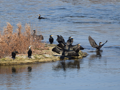 Phalacrocorax carbo