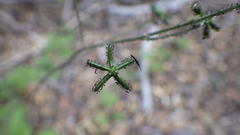 Adenocaulon chilense