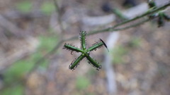 Adenocaulon chilense