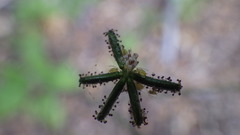 Adenocaulon chilense