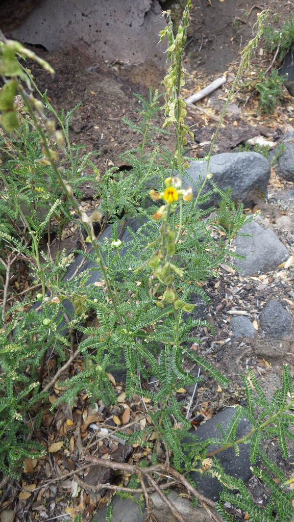 Adesmia emarginata