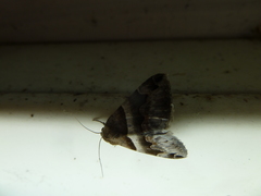 Noctuidae