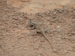 Sauria