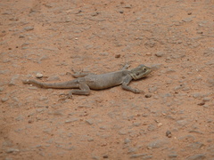 Sauria