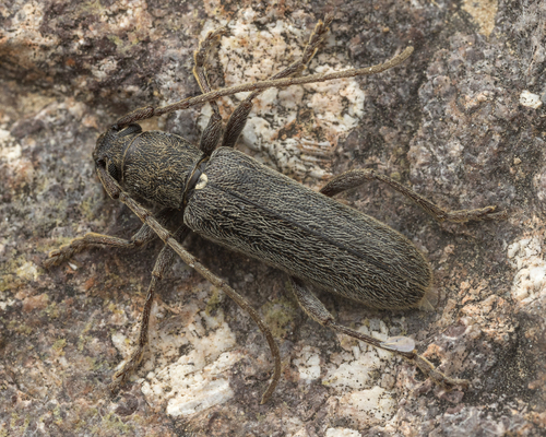 Anelaphus piceus