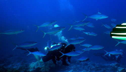 Rainbow Runner — seen at this dive site