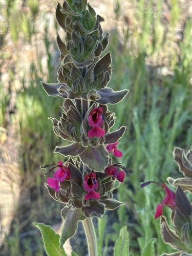 Hummingbird Sage (Salvia spathacea)