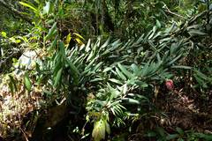 Cavendishia pubescens