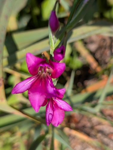 Wild gladiolus