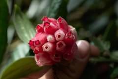 Cavendishia pubescens