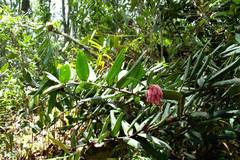 Cavendishia pubescens