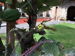 Berberis bealei