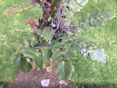 Berberis bealei