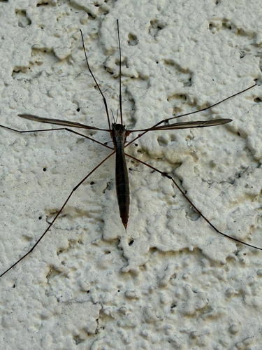 Unknown species found near Woodcreek Oaks Blvd, Roseville, CA, US