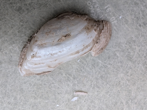 Alasmidonta marginata