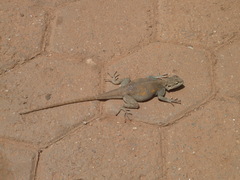 Sauria