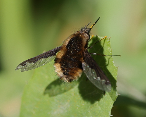 Unknown species found near Penngrove, CA, USA