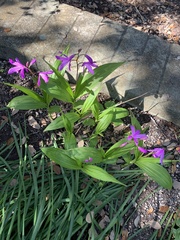 Bletilla