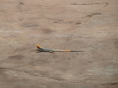 Agama