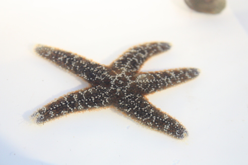 Pisaster ochraceus