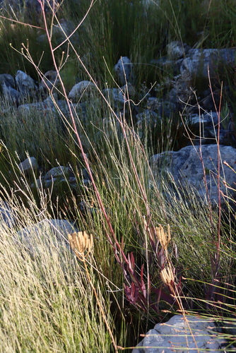 Othonna quinquedentata