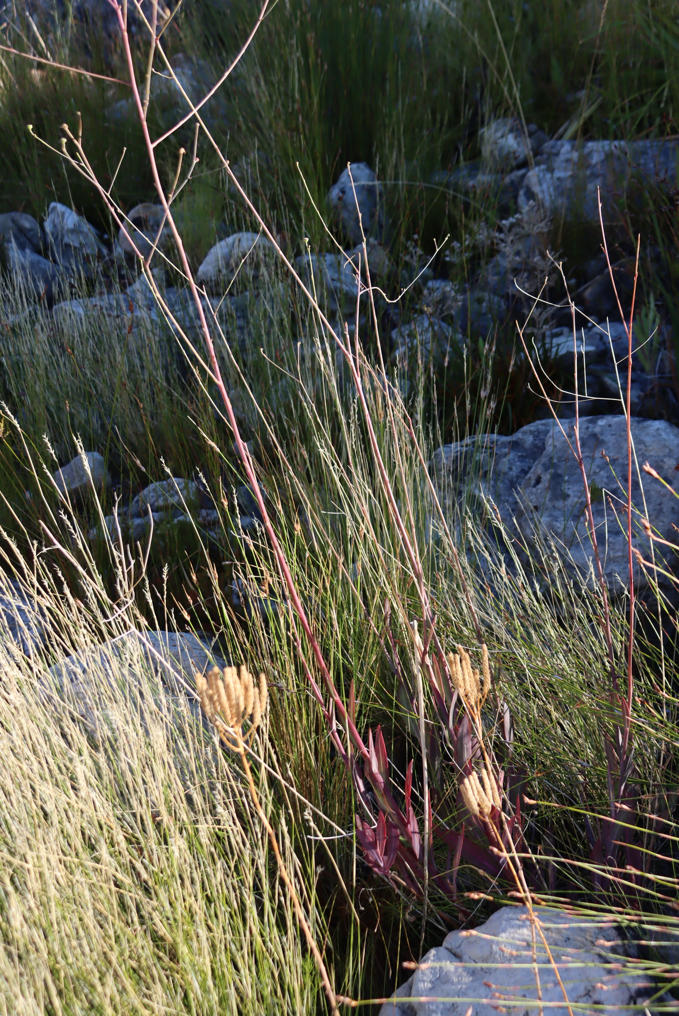 Othonna quinquedentata