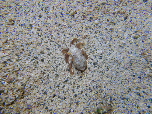 Amphioctopus exannulatus