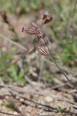 Silene secundiflora, photograph (c) Olivier Argagnon, some rights reserved (CC BY)