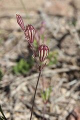Silene secundiflora, photograph (c) Olivier Argagnon, some rights reserved (CC BY)