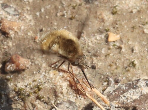 Unknown species found near Stone County, AR, USA